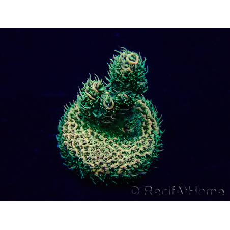 WYSIWYG Acropora akklimatisiert LED