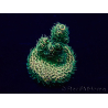 WYSIWYG Acropora acclimaté led