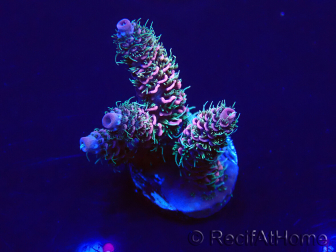 WYSIWYG Acropora acclimaté led