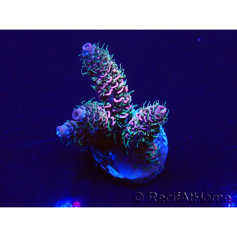 WYSIWYG Acropora acclimaté led