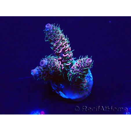WYSIWYG Acropora acclimaté led