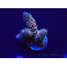WYSIWYG Acropora acclimaté led