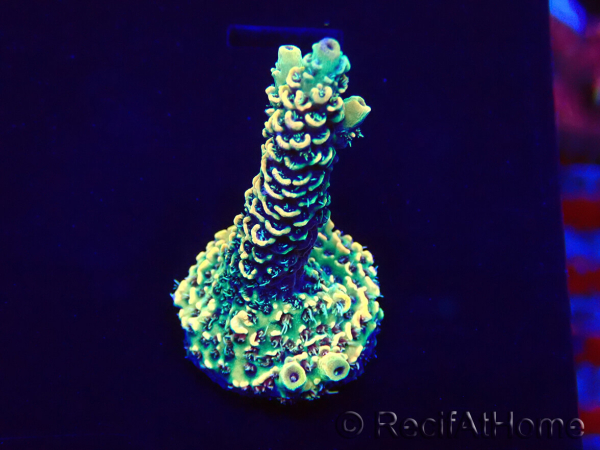 WYSIWYG Acropora Marikultur akklimatisiert LED