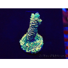 WYSIWYG Acropora 15K9 Mariculture acclimaté led