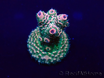 WYSIWYG Acropora 15K10 Mariculture acclimaté led