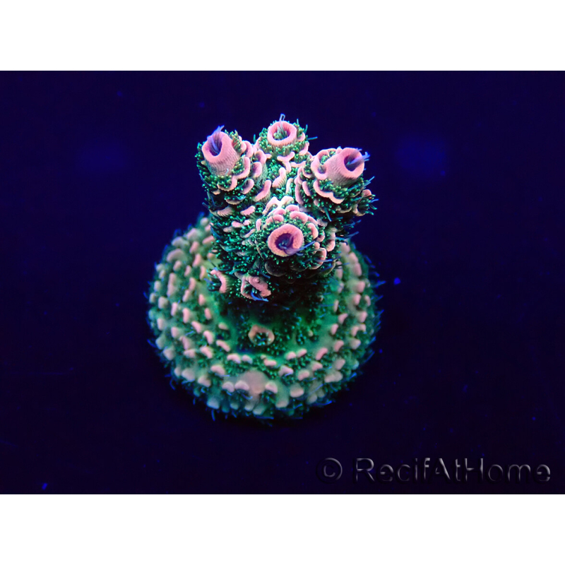 WYSIWYG Acropora Maricoltura acclimatata a LED