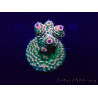 WYSIWYG Acropora Mariculture acclimaté led
