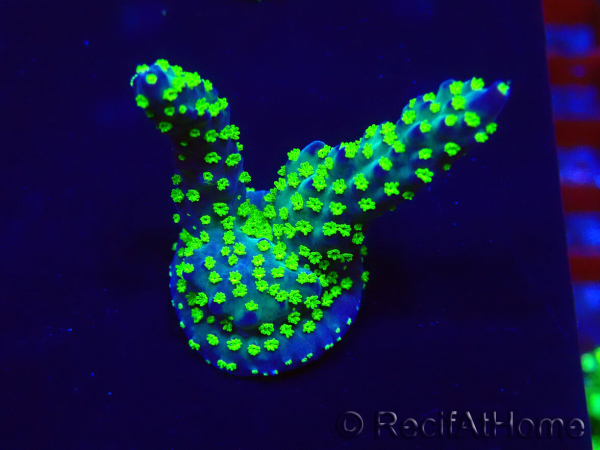 WYSIWYG Acropora Mariculture acclimated LED