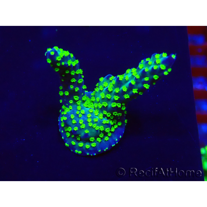 WYSIWYG Acropora Maricoltura acclimatata a LED