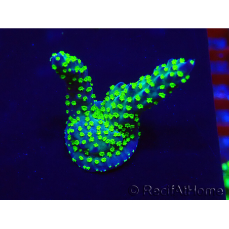 WYSIWYG Acropora Marikultur akklimatisiert LED