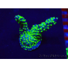 WYSIWYG Acropora Mariculture acclimated LED