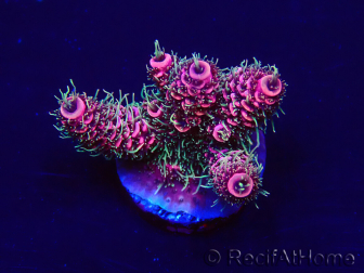 WYSIWYG Acropora 15K12 Mariculture acclimaté led