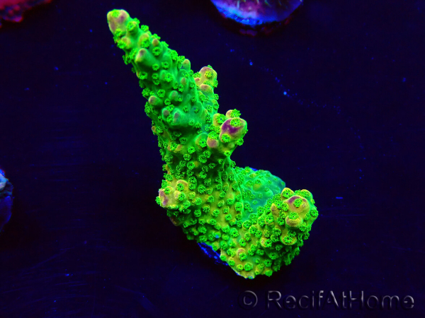 WYSIWYG Acropora Mariculture acclimated LED