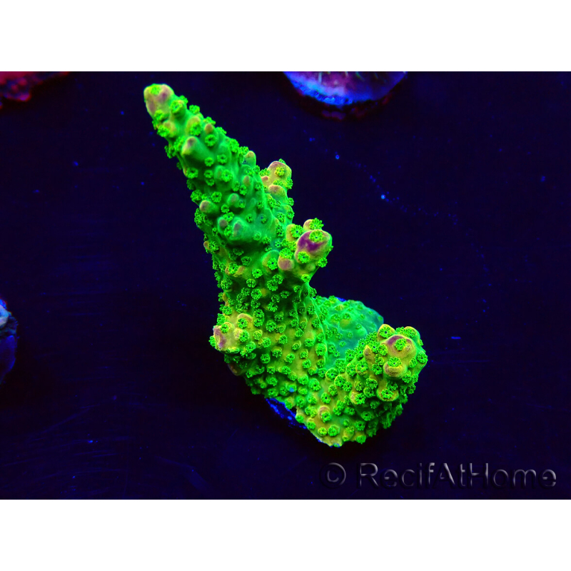WYSIWYG Acropora Maricoltura acclimatata a LED