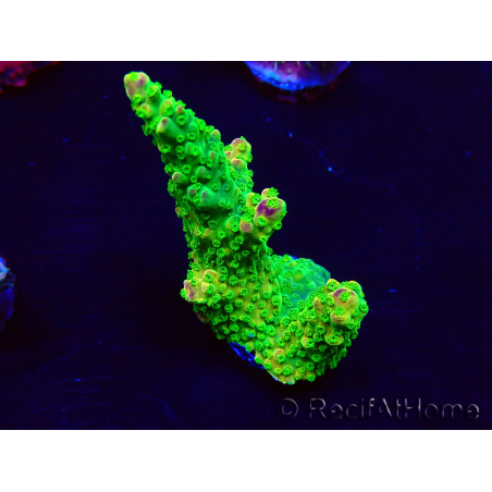 WYSIWYG Acropora Maricultura aclimatada led