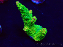 WYSIWYG Acropora Mariculture acclimated LED