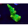 WYSIWYG Acropora 15L1 Mariculture acclimaté led