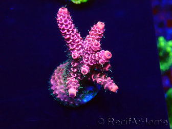 WYSIWYG Acropora Marikultur akklimatisiert LED