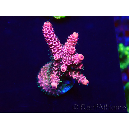 WYSIWYG Acropora Maricultura acclimatato led