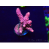 WYSIWYG Acropora Maricultura acclimatato led