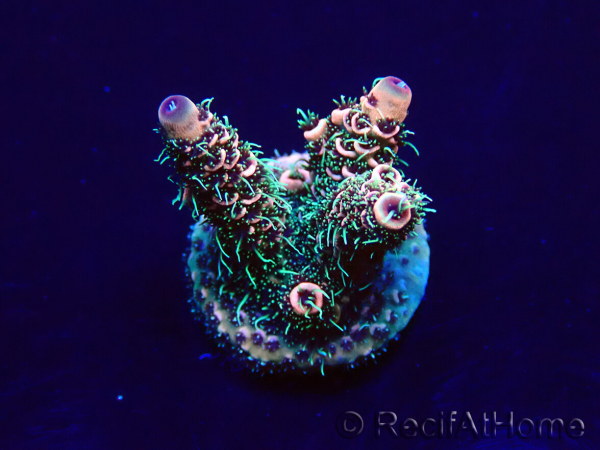 WYSIWYG Acropora Mariculture acclimaté led