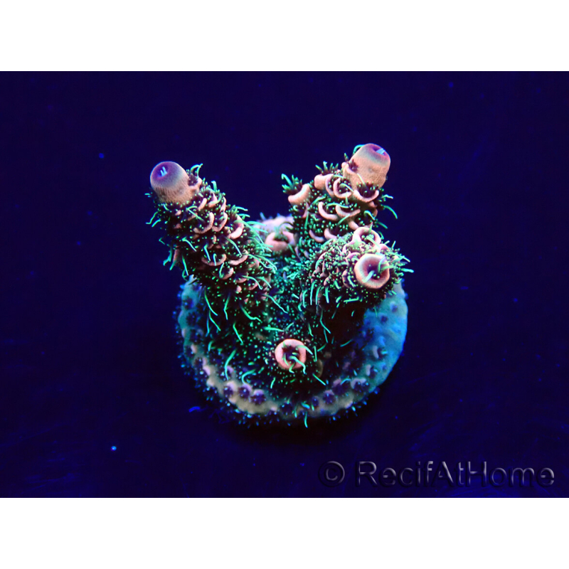 WYSIWYG Acropora 15L3 Mariculture acclimaté led