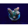 WYSIWYG Acropora Mariculture acclimaté led