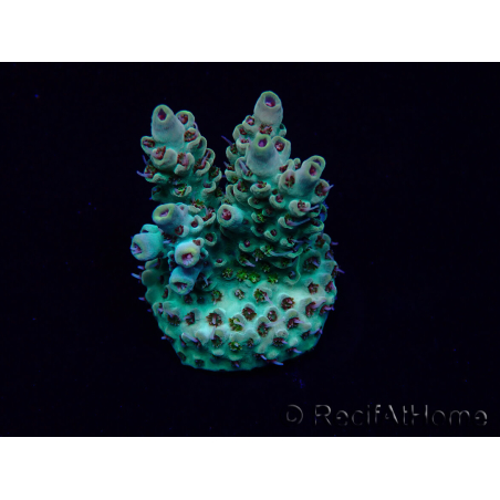 WYSIWYG Acropora Maricoltura acclimatata a LED