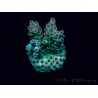 WYSIWYG Acropora Maricultuur geacclimatiseerd LED