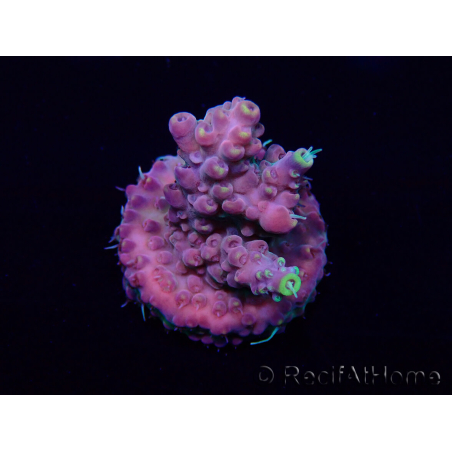 WYSIWYG Acropora Australien akklimatisiert LED