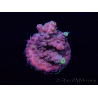 WYSIWYG Acropora Australien akklimatisiert LED