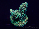 WYSIWYG Acropora Maricultuur geacclimatiseerd LED