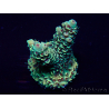 WYSIWYG Acropora Maricoltura acclimatata a LED