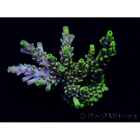 WYSIWYG Acropora Australie acclimaté led