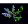 WYSIWYG Acropora Australie acclimaté led