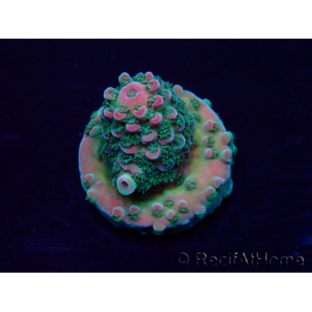 WYSIWYG Acropora acclimaté led