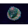 WYSIWYG Acropora acclimaté led