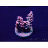 WYSIWYG Acropora Maricultuur geacclimatiseerd LED