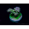 WYSIWYG Acropora Maricoltura acclimatata led