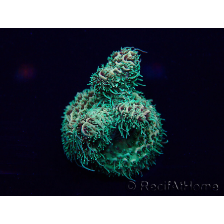 WYSIWYG Acropora Mariculture acclimated LED