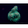 WYSIWYG Acropora Maricoltura acclimatata a LED