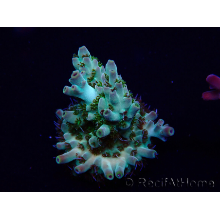 WYSIWYG Acropora Maricultura aclimatada LED