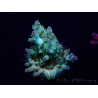 WYSIWYG Acropora Mariculture acclimated LED