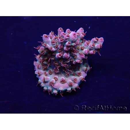 WYSIWYG Acropora Maricoltura acclimatata led