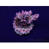 WYSIWYG Acropora Maricoltura acclimatata led