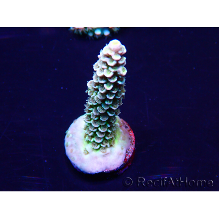 WYSIWYG Acropora tenuis 15B3 Mariculture acclimaté led
