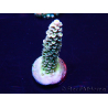 WYSIWYG Acropora tenuis Maricultura aclimatado LED