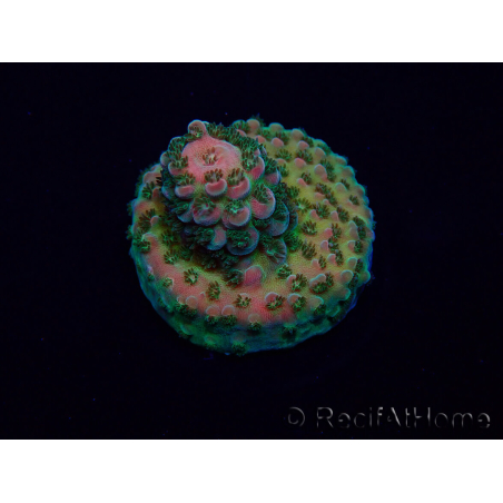 WYSIWYG Acropora Marikultur akklimatisiert LED