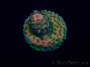 WYSIWYG Acropora Maricultura aclimatada LED