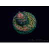 WYSIWYG Acropora Mariculture acclimated LED